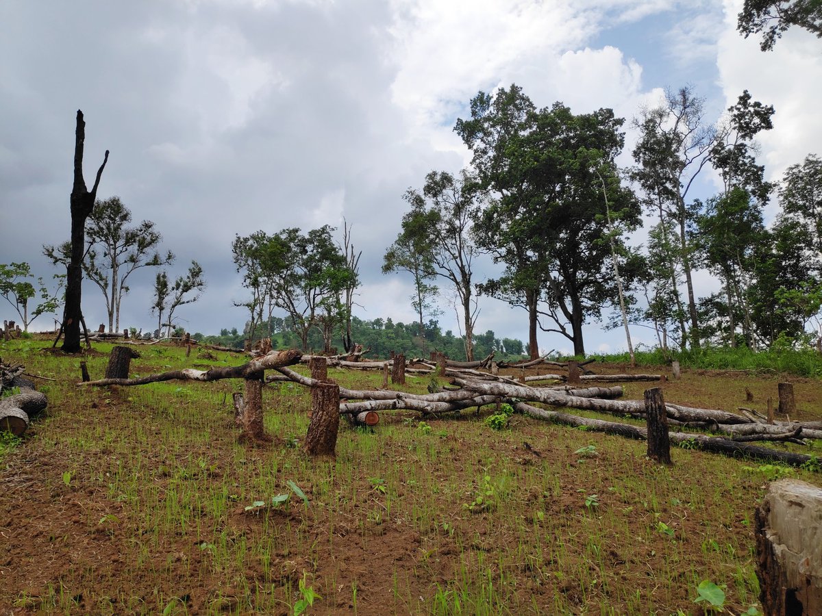 ambajamir's tweet photo. #CommunityInnovations in #ShiftingCultivation are driven by survival instincts based on understanding of the systems. #Farmers do not wait for schemes or 'interventions'.  They do what they have to do at the right time. Jhum plot in @KarbiAnglong. @icimod @NITIAayog @WeTheNagas https://t.co/bI1nMbojtU