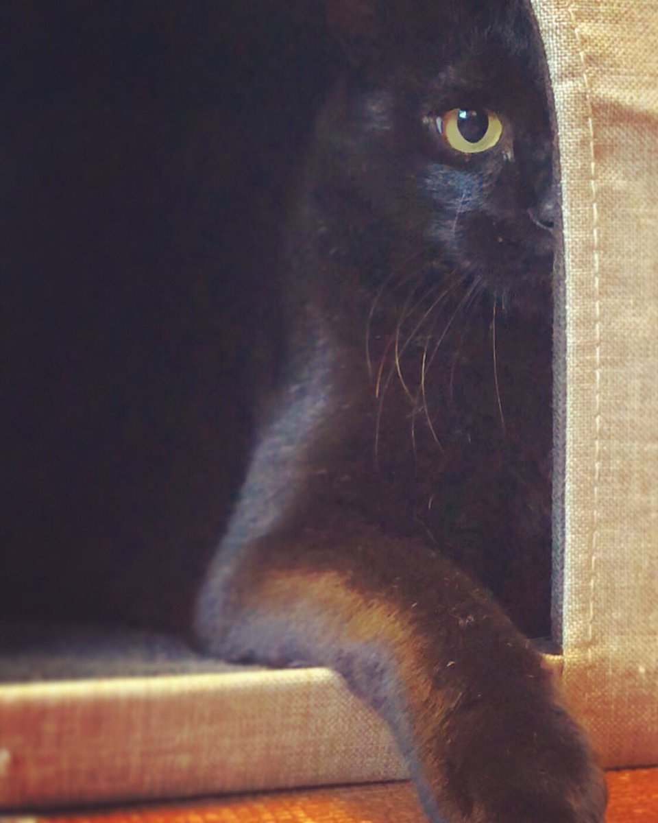 黒猫かっこいい