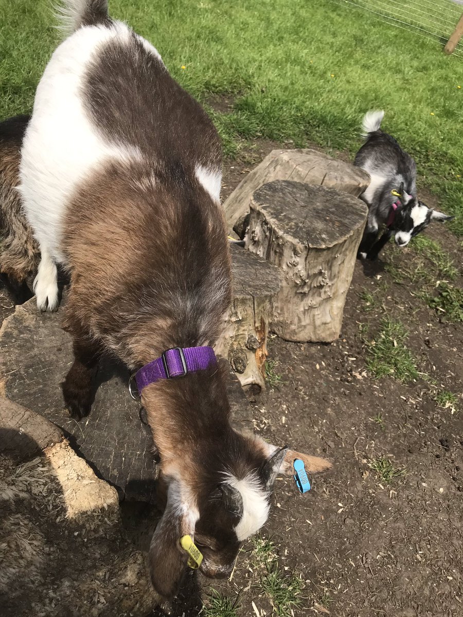 FarmSjsb's tweet photo. Billy, Vera and Violet playing Billy Goats Gruff this afternoon. “Whose that trip trapping over my bridge?” #sjsbfarm #playinginthesun #sjsbgoats https://t.co/DmMF8hoC7s