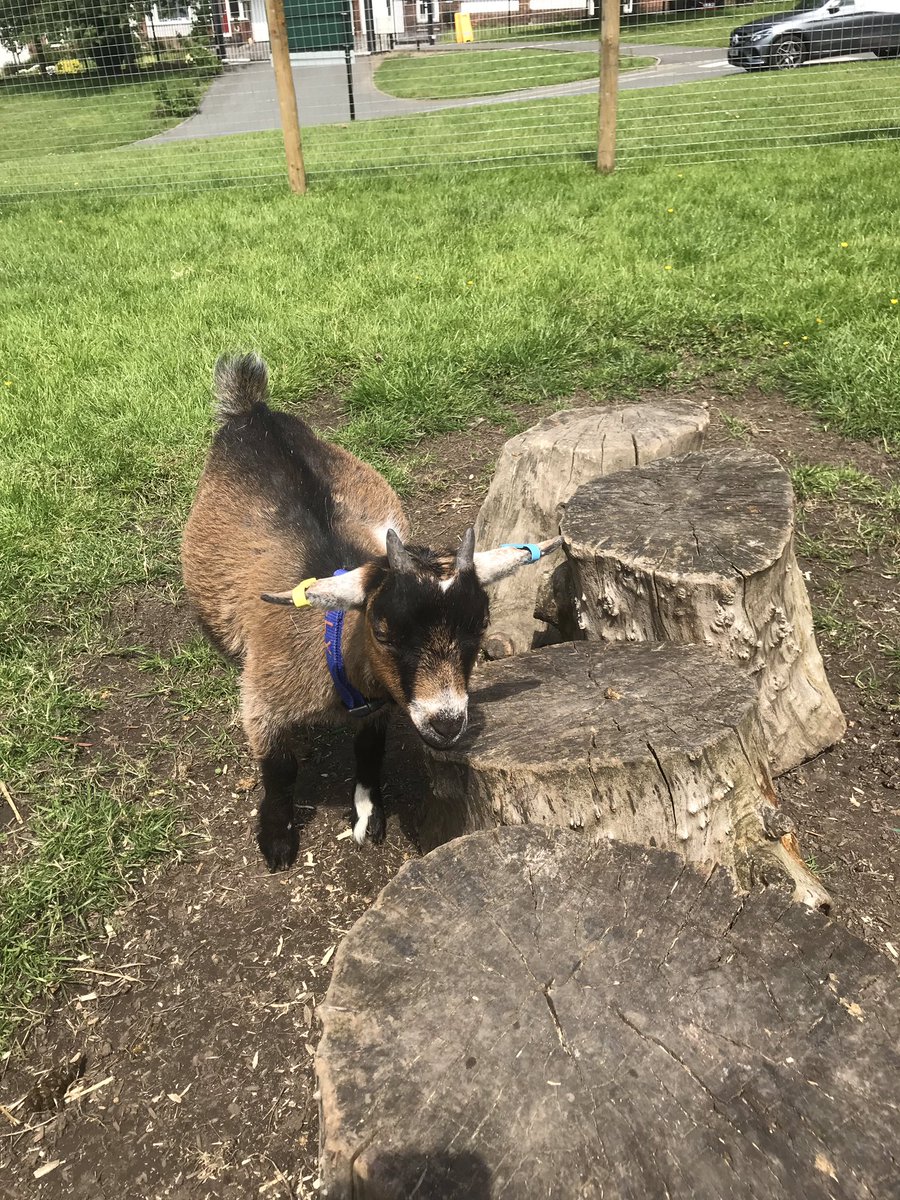 FarmSjsb's tweet photo. Billy, Vera and Violet playing Billy Goats Gruff this afternoon. “Whose that trip trapping over my bridge?” #sjsbfarm #playinginthesun #sjsbgoats https://t.co/DmMF8hoC7s