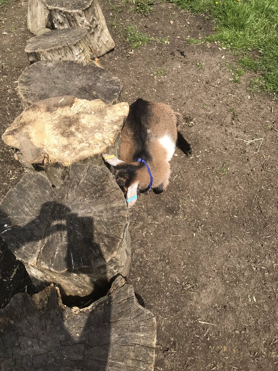 FarmSjsb's tweet photo. Billy, Vera and Violet playing Billy Goats Gruff this afternoon. “Whose that trip trapping over my bridge?” #sjsbfarm #playinginthesun #sjsbgoats https://t.co/DmMF8hoC7s