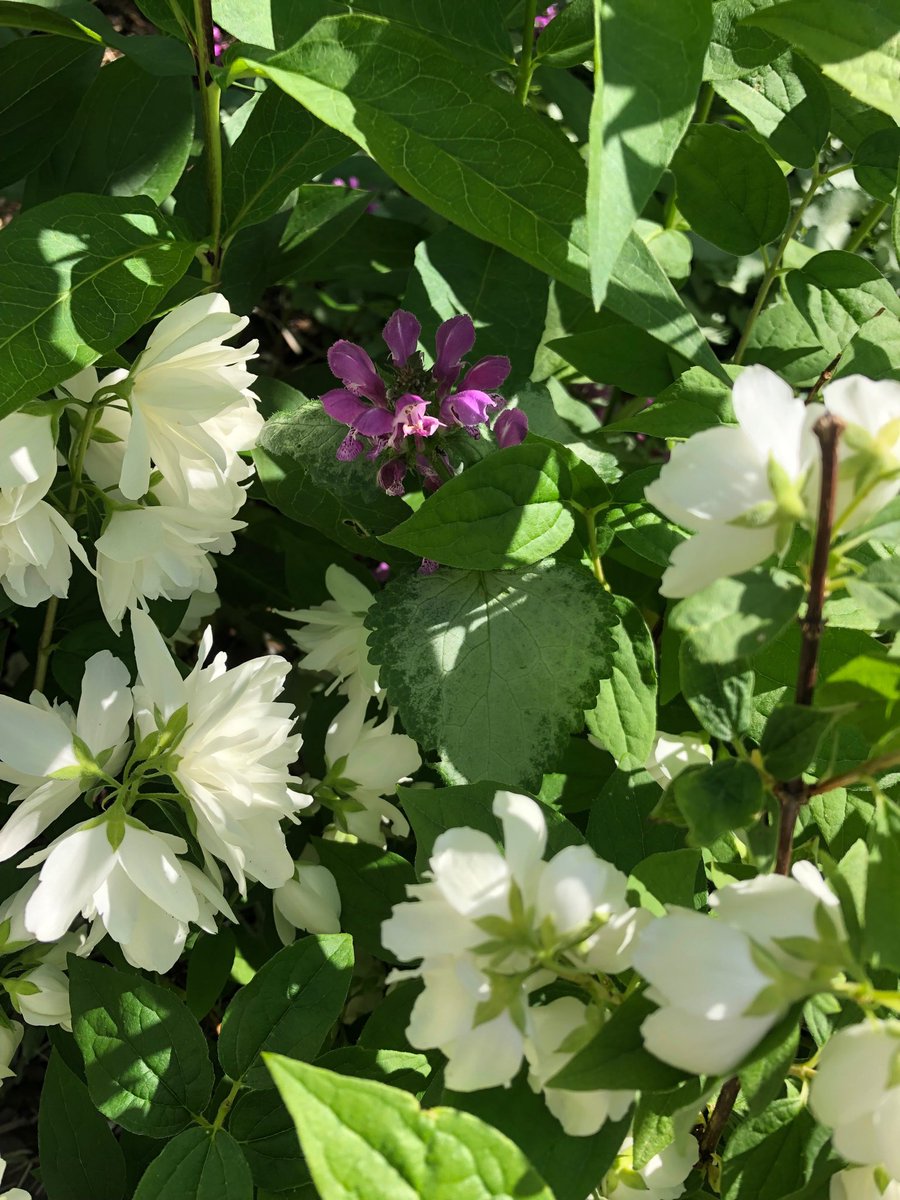 AMNurHon's tweet photo. Kärhöilyä ja jasmikkeen tuoksua ☘️ #puutarha #kärhöt #jasmike https://t.co/kdqNapn0RZ