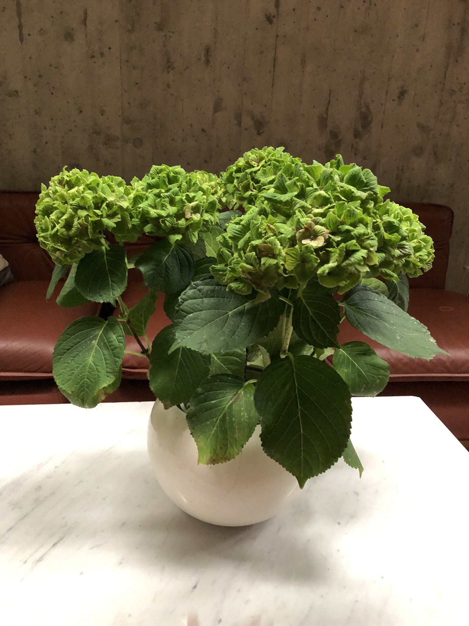 Muchonov 親族の家に飾られてたアジサイの鉢植えがモロにアジサイ葉化病 の症状を呈しており おそるおそる入手経路を聞いてみたら 新しくできた花屋で買ったんだけど わざわざ病気にして緑色にしてるんですって キレイでしょ と 虫媒性ウイルスを花卉