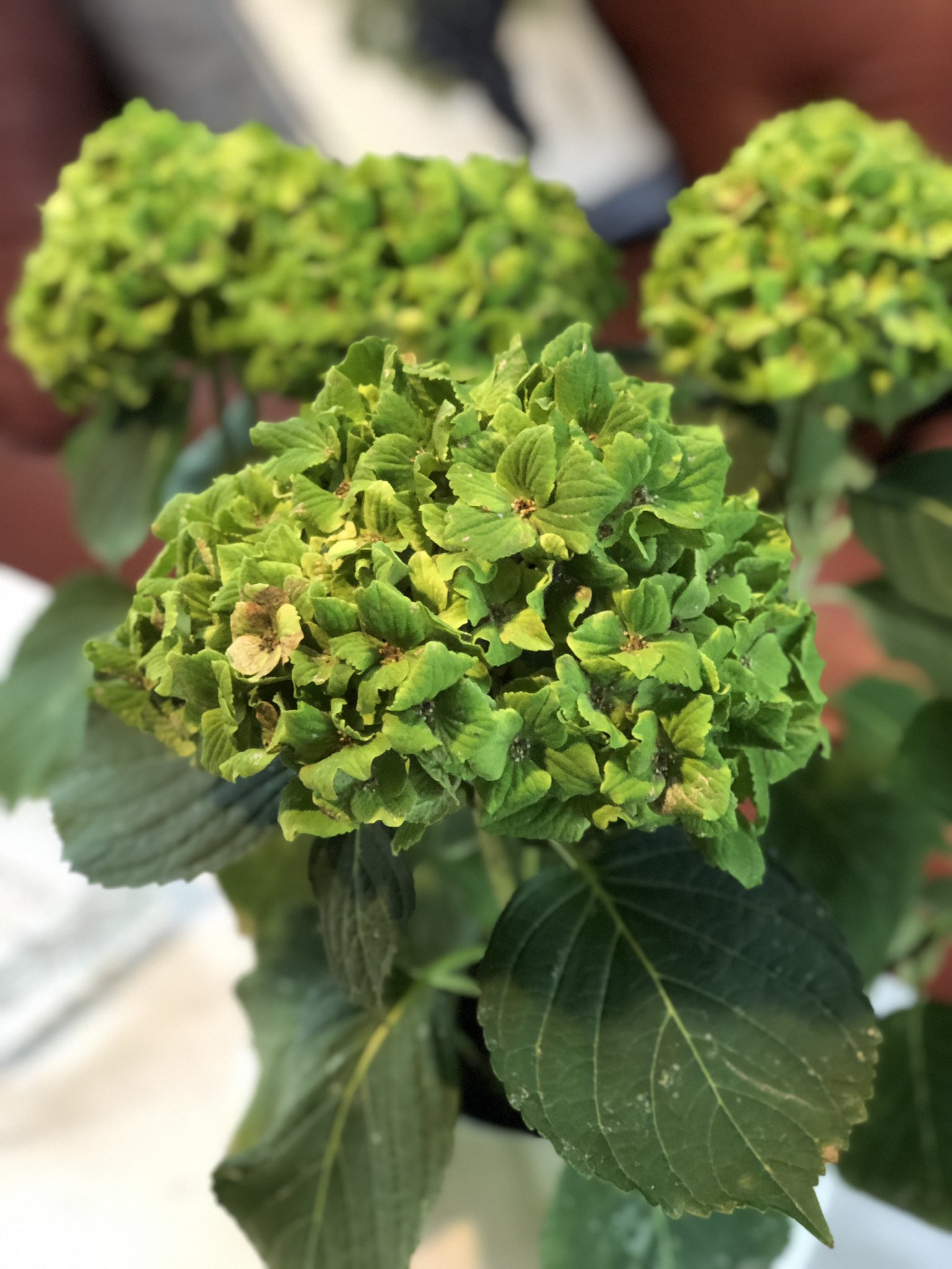 Muchonov 親族の家に飾られてたアジサイの鉢植えがモロにアジサイ葉化病 の症状を呈しており おそるおそる入手経路を聞いてみたら 新しくできた花屋で買ったんだけど わざわざ病気にして緑色にしてるんですって キレイでしょ と 虫媒性ウイルスを花卉