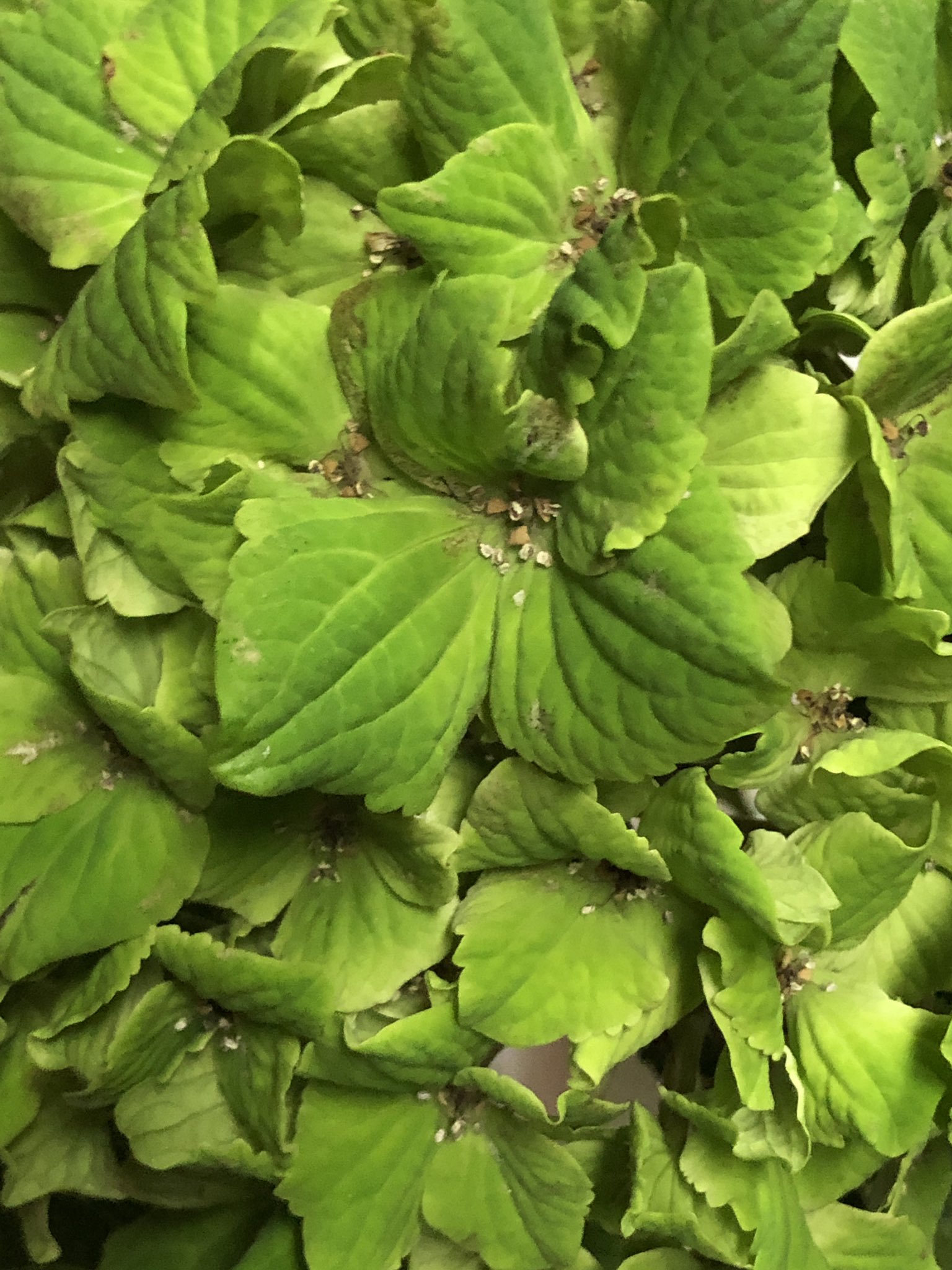 Muchonov 親族の家に飾られてたアジサイの鉢植えがモロにアジサイ葉化病 の症状を呈しており おそるおそる入手経路を聞いてみたら 新しくできた花屋で買ったんだけど わざわざ病気にして緑色にしてるんですって キレイでしょ と 虫媒性ウイルスを花卉