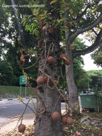 JustineLaismith's tweet photo. This is the book cover and this is the tree. #SecretsoftheGreatFireTree #middlegrade https://t.co/8KdPpwRalA