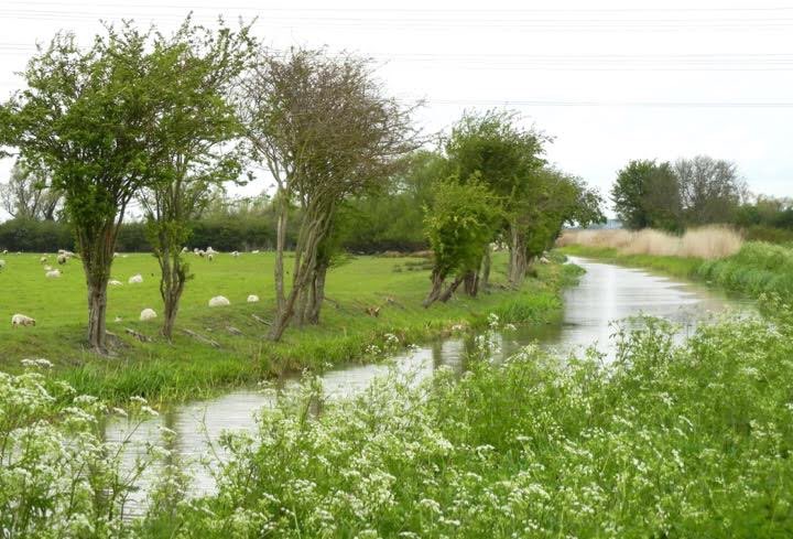 8. So, I know you’ve seen this photo of Reach Lode before. See how the lode is embanked? Why build the banks? They’re not essential to keep the water in the lode as the Dutch polder landscape on the R shows ( https://www.collectiefnhz.nl/amstelland/ronde-hoep). I think it is to keep water out of the fen.