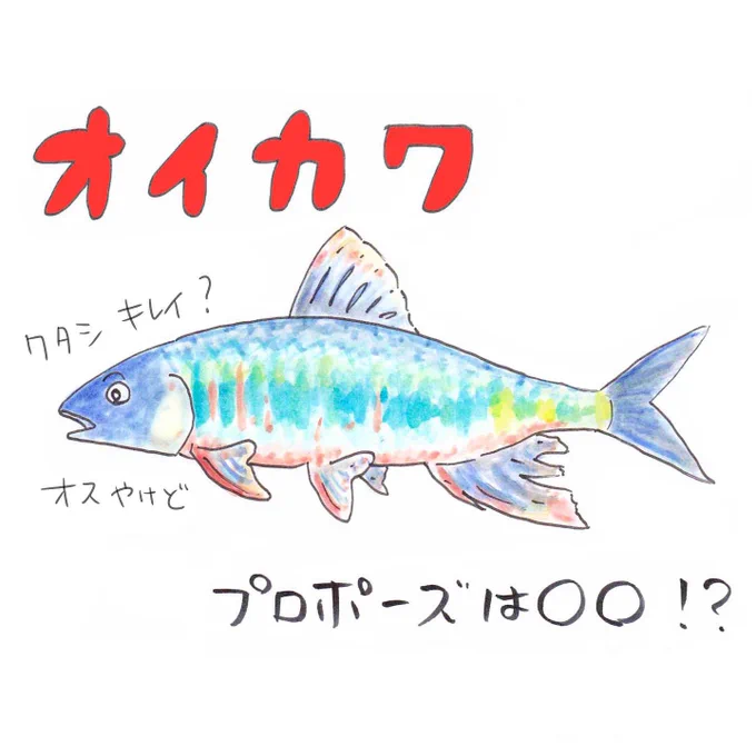 この時期、オスはからだに虹を纏う?
#オイカワ #さかな四コマ 