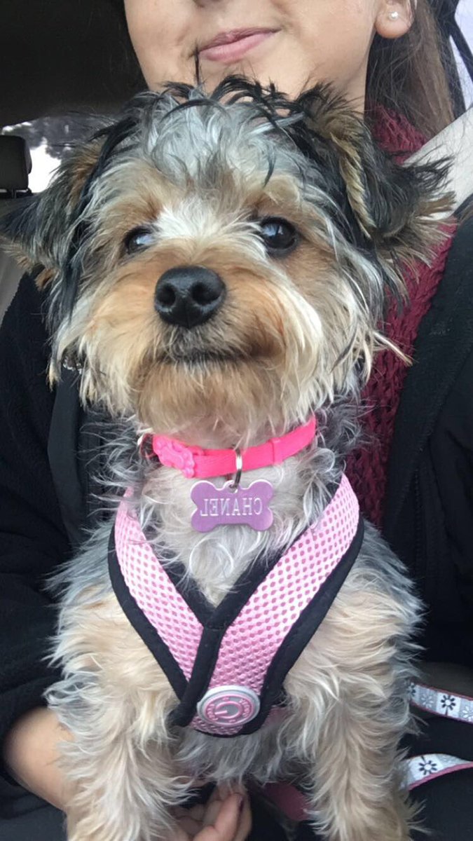 foreverdrey's tweet photo. Her names Chanel and she’s only 3 years old. About to turn 4 next month! I’ll post more videos about her too cause I have a ton to share https://t.co/c8WLwegHDh