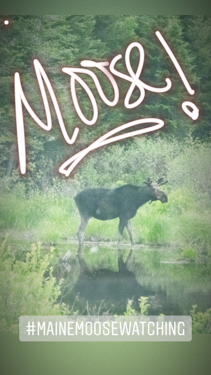 mainemoosetrack's tweet photo. So many moose such little time. 🥰 https://t.co/7X3JvvCB6G