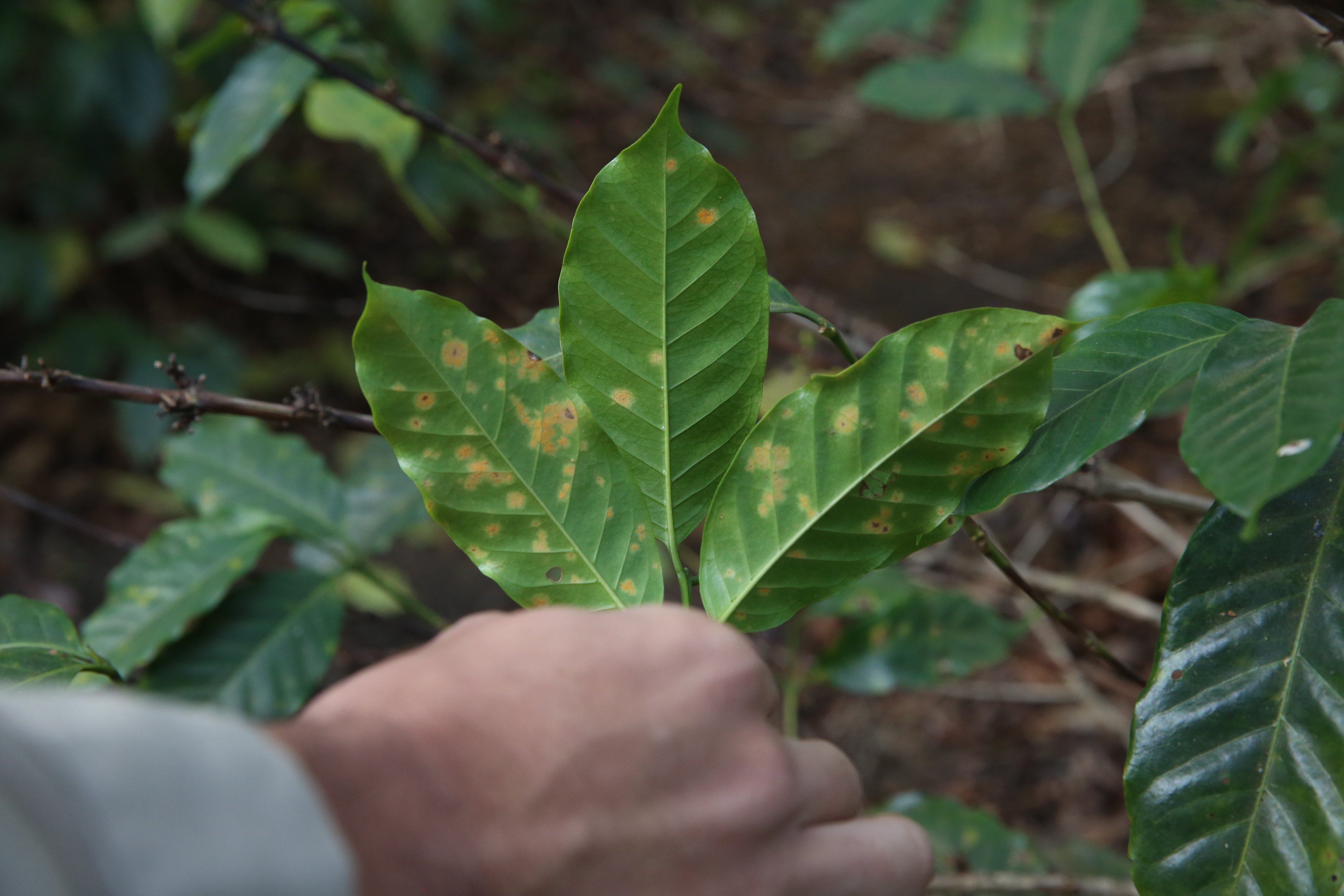 Coffee leaves