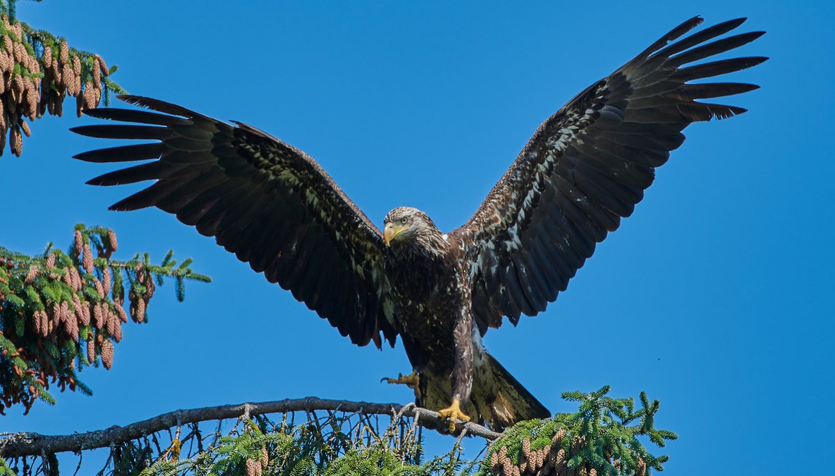 ZAGrrl's tweet photo. As we head towards America's birthday, I'm filled with awe and wonder at this juvenile version of America's bird. As we drove towards Juneau Airport on our last day in #Alaska, one of these magnificent birds flew ahead of us for a mile or so. #SpiritBird #FlightEscort #IFBC19 https://t.co/EdMzJAIolY