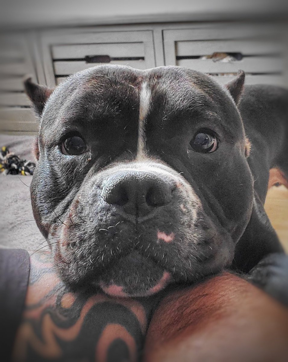 Axel_smith's tweet photo. I never leave my dads side.
.
.
.
#frenchie #frenchbulldog #dogsofinstagram #love #trending #likeforlikes #followforfollowback  #pitbullsofinstagram #pitbull #thebullies #axelsmith #mood #brindle #razorsedge #opie #summer #razoredgebully #mood #happypuppy #bully #americanbully https://t.co/zOIDkeKjya