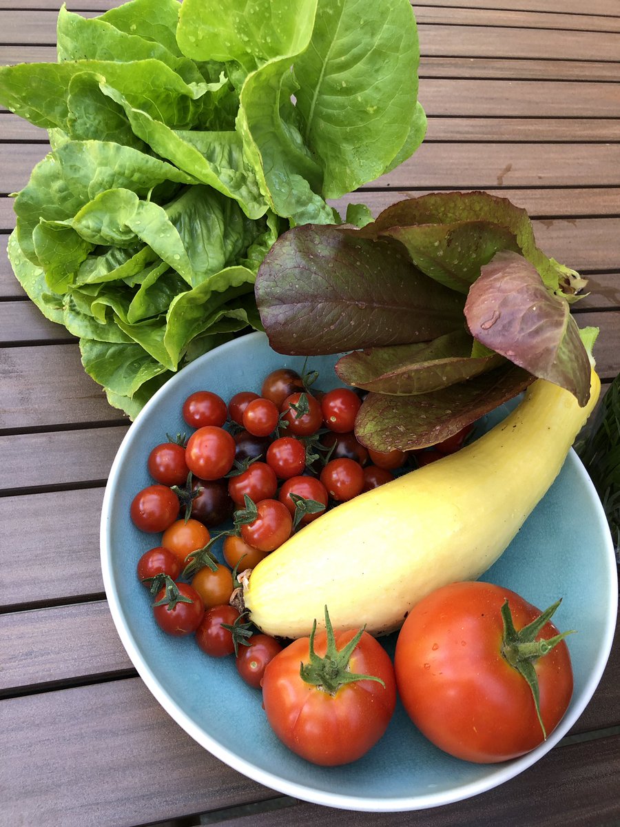 MicheleGuieu's tweet image. Morning harvest! I enjoy learning from my husband how a vegetable garden works. It’s very likely that one of the most important #XXIcenturyskills will be to know how to grow food. All the schools should teach this! #ecoliteracy #reconnecttonature #plantbased #natureisamazing