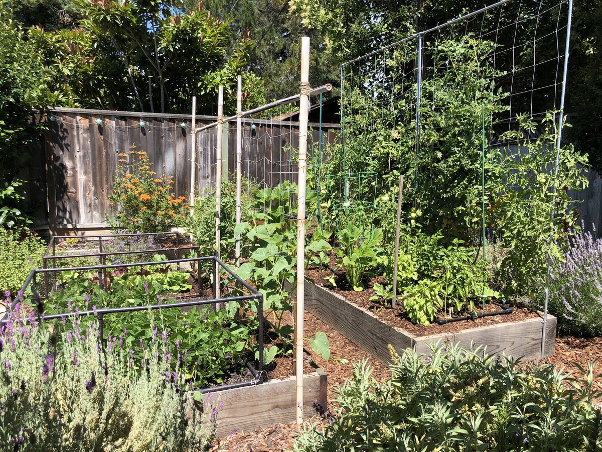 MicheleGuieu's tweet image. Morning harvest! I enjoy learning from my husband how a vegetable garden works. It’s very likely that one of the most important #XXIcenturyskills will be to know how to grow food. All the schools should teach this! #ecoliteracy #reconnecttonature #plantbased #natureisamazing