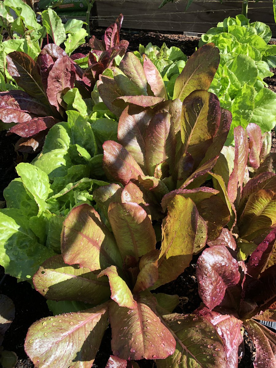 MicheleGuieu's tweet image. Morning harvest! I enjoy learning from my husband how a vegetable garden works. It’s very likely that one of the most important #XXIcenturyskills will be to know how to grow food. All the schools should teach this! #ecoliteracy #reconnecttonature #plantbased #natureisamazing