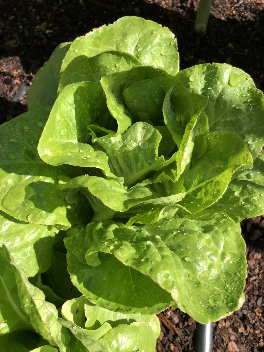 MicheleGuieu's tweet image. Morning harvest! I enjoy learning from my husband how a vegetable garden works. It’s very likely that one of the most important #XXIcenturyskills will be to know how to grow food. All the schools should teach this! #ecoliteracy #reconnecttonature #plantbased #natureisamazing