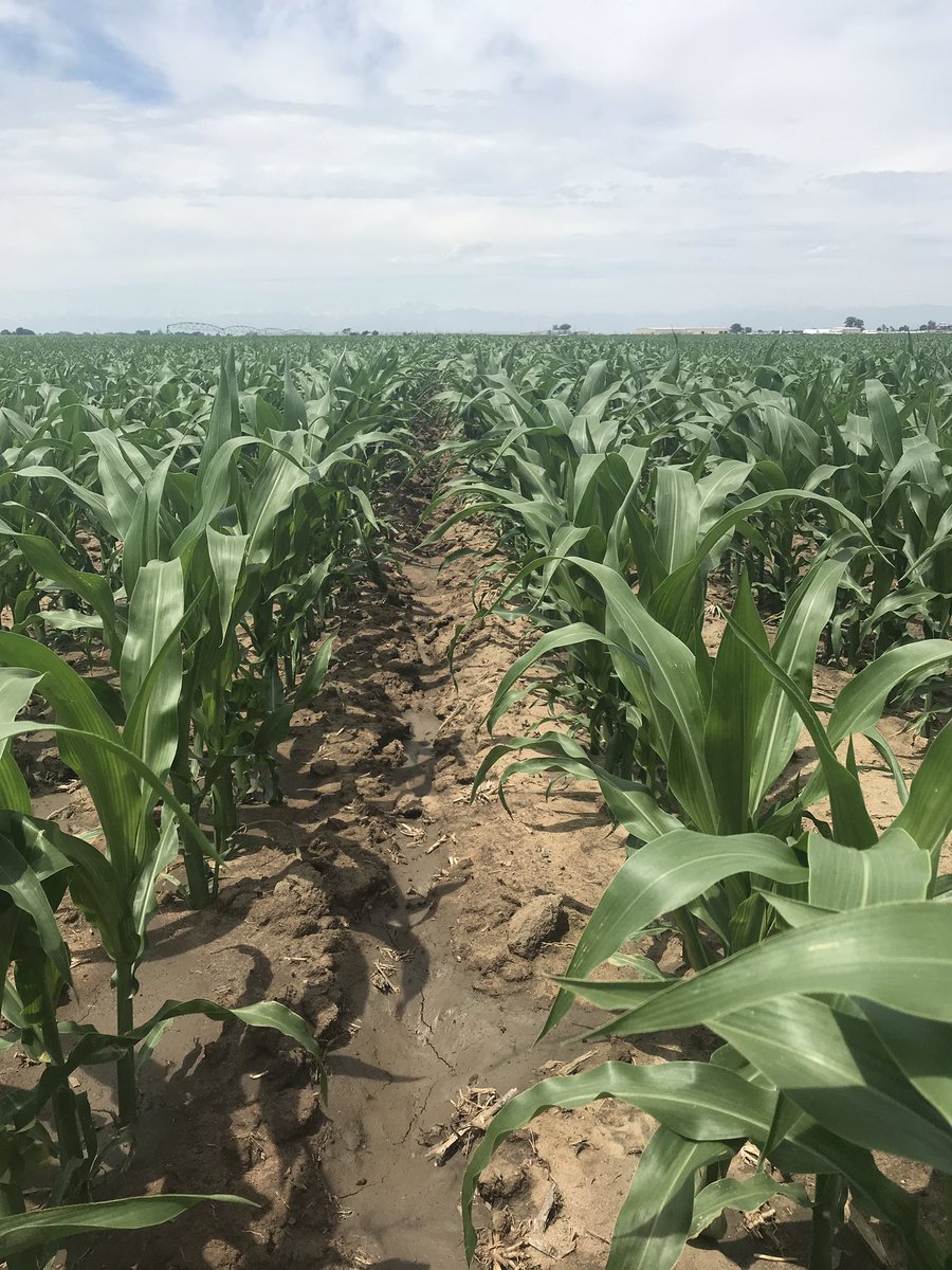 HeathLaber's tweet photo. #ShowYourRowContest @Syngenta #AcuronFlexi Platteville, CO Acuron Flexi holding strong and just side dressed with another dose of fertilizer and micros https://t.co/ML4KcYwYX7
