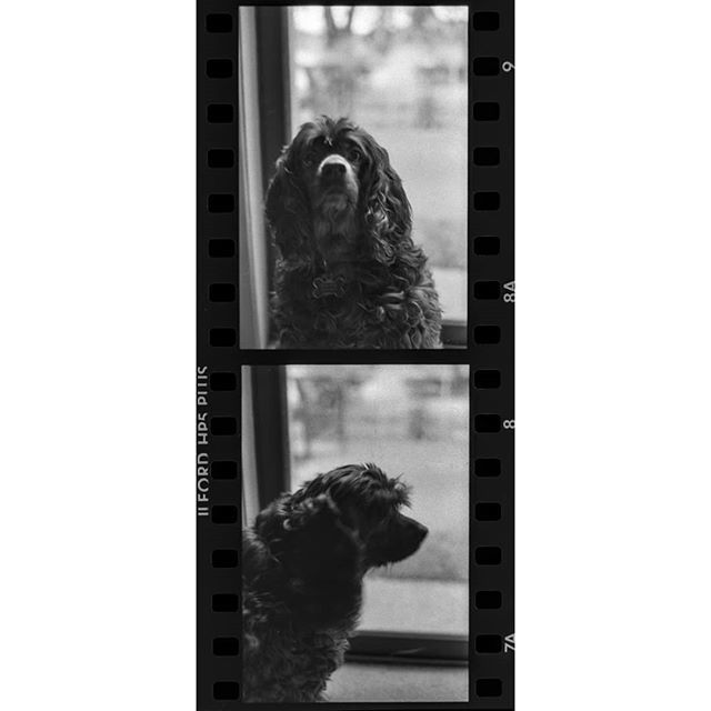gunnrwilliams's tweet photo. Duchess the Cocker Spaniel letting me take some photos of her. Love this dog. I make dog art. Shot on Ilford HP5 with Olympus OM-1. 📷🎞❤���🐾
#youwithdog #dogart #mybuddymypalmyfriend .
.
.
.
#photography #photograph #picture #gunnarwilliamsphotograp… https://t.co/h3jZFLHW2b https://t.co/gtMzh4ZuQv