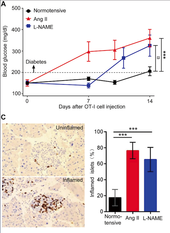 mmw_lmw's tweet photo. #Hypertension and heightened #ImmuneResponses | #AntigenSpecific and #AutoImmune responses are enhanced | Xiao Shen @ZJU_China @SciImmunology https://t.co/7hjiD149gT https://t.co/LqfSfVsmE0
