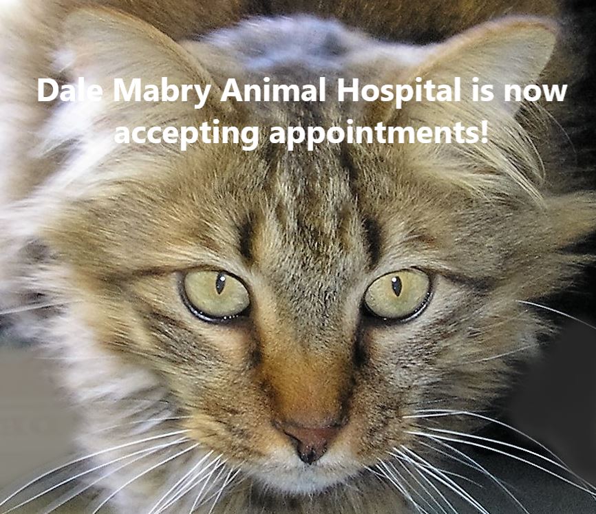 DaleMabryAnimalHosp (@dalemabryanimal) on Twitter photo 