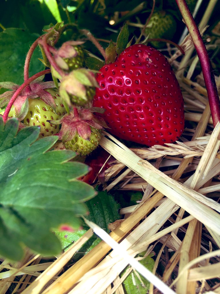 BorderBerries's tweet photo. Hooray! All this lovely sunshine is ripening our berries at last. We’re opening this Wednesday 3rd July. Spot the cheeky bird peck! They’ve had first dibs. 😜#beautifulberries #eatme #scottishfruit https://t.co/n13U0SRhom