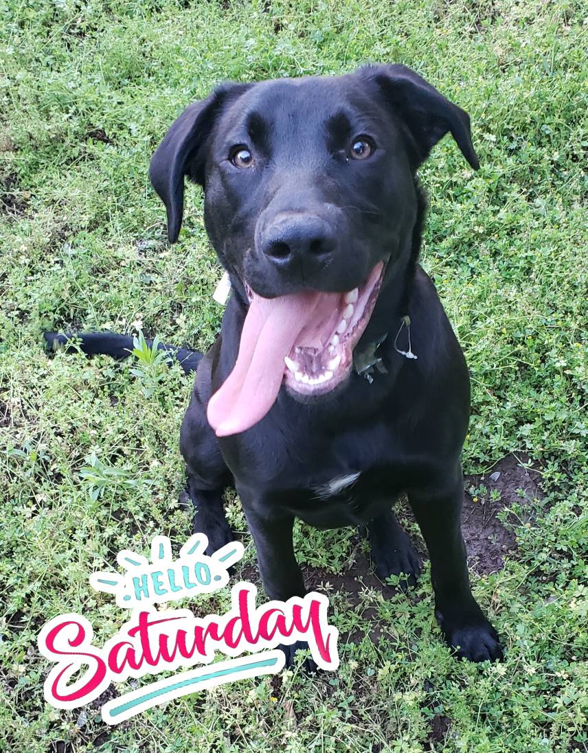 AMSHVets's tweet image. Hello Saturday ☀️

#AMSHvets #tulsaoklahoma #brokenarrowoklahoma #followus #labradorretriever #dogsofinstagram #awww #adorable #saturday #hello  #beautiful #cute #cutelittleface #followus #me #petsofinstagram