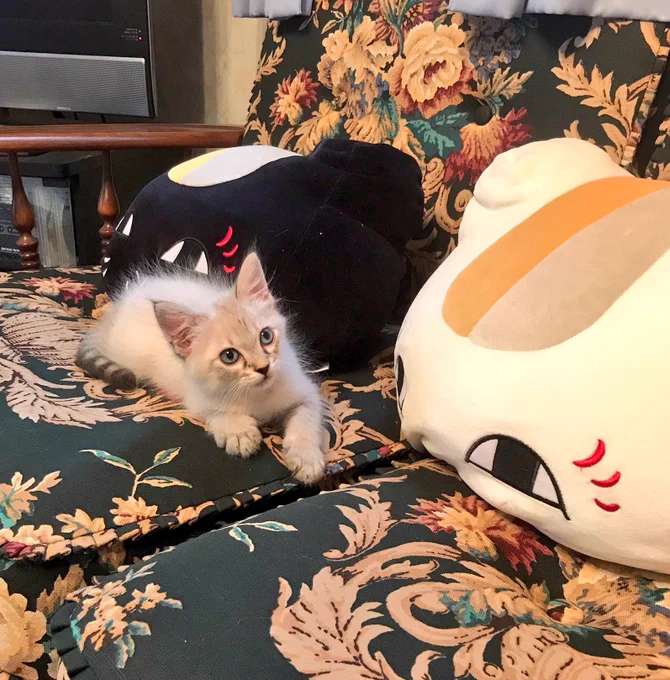 縁あって、保護された子猫を頂き家族に迎えました
めちゃくちゃ元気な女の子、名前は「パル」
貰ってきた時は手のひらに乗っかるサイズで、ショボショボ涙目だったけど、すっかり猫っぽくなりました
健やかに育てよ〜 