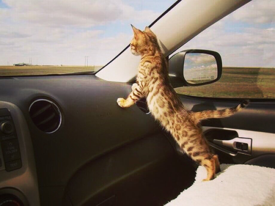 OnlyAuto tweet media