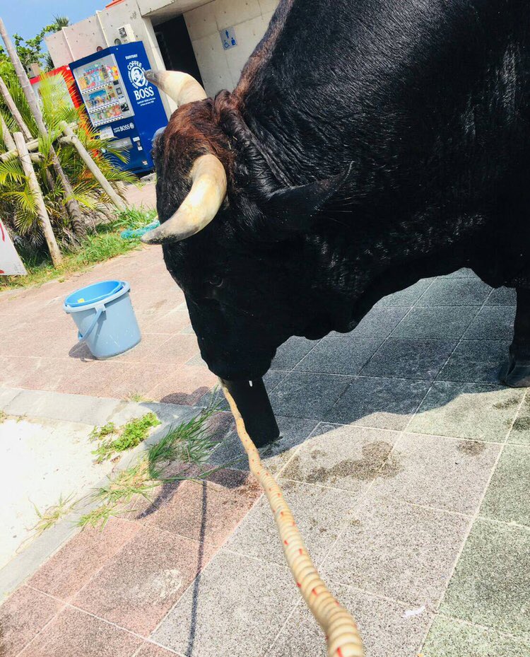 謝花あゆら 8uk6a7peph8ucgm さん Twitter