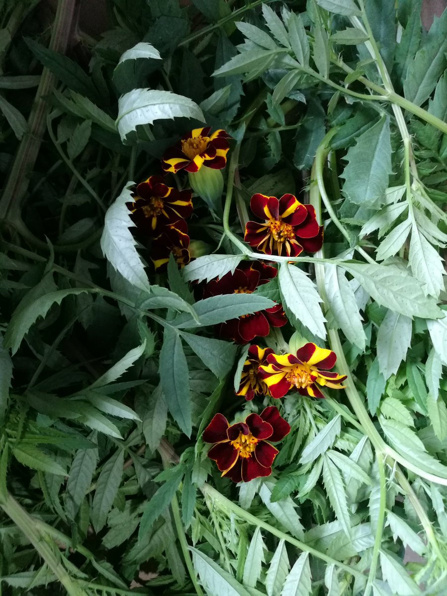 jtattshotmailc1's tweet image. Adding a new organic grower to our impressive list of small Irish producers Denis healy @DrummondHGarlic @mooncoinbeetro1 @little_cress @Mhacha_Shiitake @Inchhouse @WarrenstownF @GERARDHARFORD1 @allthefood_ @Sinead_Smyth_ @ProperFood_ie @katymcguinness