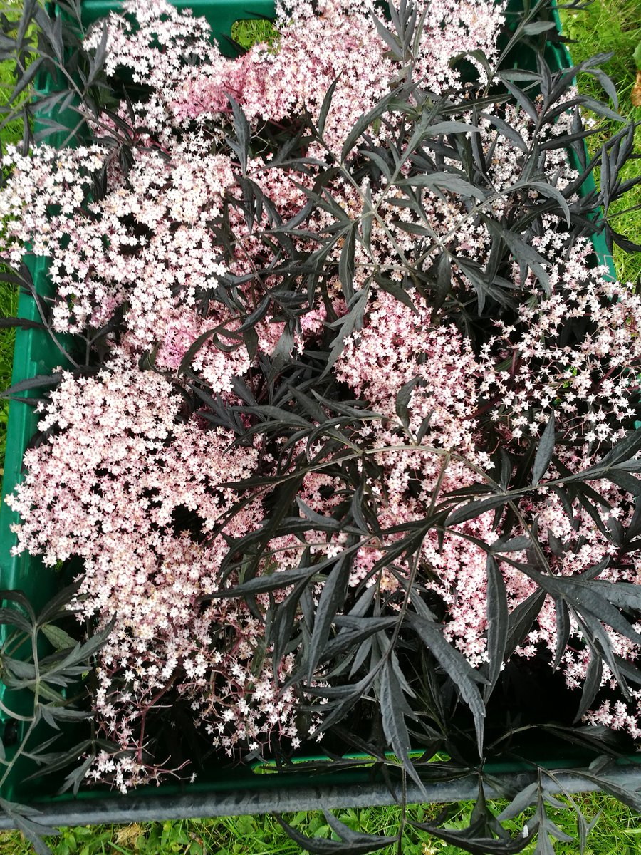 jtattshotmailc1's tweet image. Adding a new organic grower to our impressive list of small Irish producers Denis healy @DrummondHGarlic @mooncoinbeetro1 @little_cress @Mhacha_Shiitake @Inchhouse @WarrenstownF @GERARDHARFORD1 @allthefood_ @Sinead_Smyth_ @ProperFood_ie @katymcguinness