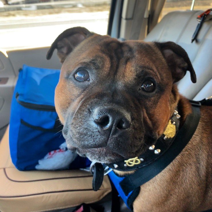 MyStaffords's tweet photo. Nugget and I are on our way to the #BurbankKC #DogShow. #staffordshirebullterrier #ezmapup #jonestownx #machusi #judael https://t.co/zjJPOnvPLD