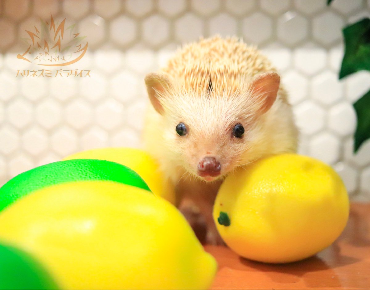 hari_para_cafe's tweet photo. “It’s like a Early Havest Festival🍋”
「レモンいーっぱい🍋」
#ハリネズミパラダイス #hedgehogparadise #ハリネズミ #はりねずみ #ヨツユビハリネズミ #針鼠 #針猬 #針蝟 #고슴도치 #riccio #herisson #landak #instahedgie #hedgehoglife #hedgehoglove #hedgehoglover #hedgehog #lemon #レモン https://t.co/zFhBZwSAt8