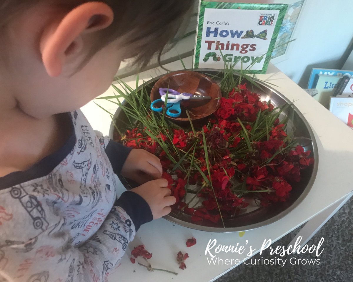 ronniesprek's tweet photo. Emerging new skill - cutting! Fresh flowers from Nana’s garden and some grass to engage our senses. #nature #cutting #sensoryplay #sensoryprocessing #play #flowers #newinterest #reggioinspired https://t.co/bhjpdfO0xH