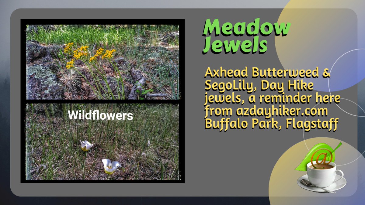 nazstuff's tweet image. I observed these wildflowers among the summer grasses in Buffalo Park yesterday. The Bull Thistles and Prickly Pear cactus are about to blossom, more brilliant color! There are more than the usual number this year due to the recent rain in May.  bit.ly/2YppAkC