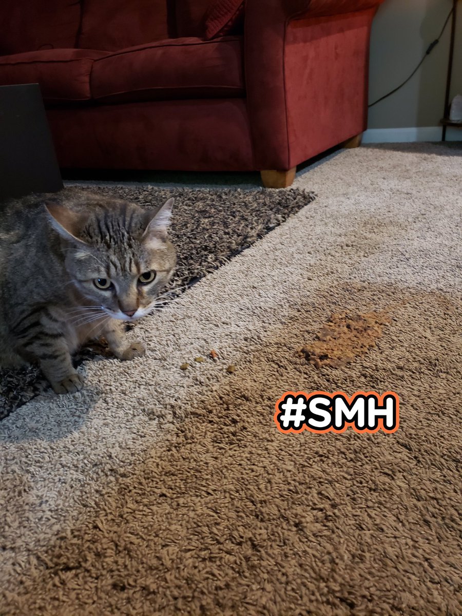 BrookeBingaman's tweet photo. When your house goes on the market &amp; your cat decides to puke right before the first showing. #CatShame https://t.co/WpYOlmKa26
