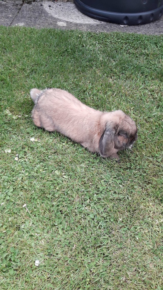 MartinG8177's tweet photo. Hello Tweeps hope you people are ok &amp; looking after yourself Physically &amp; Mentally your health is really important to us Cocoa Lottie &amp; myself would like to give a big thank you for following us you guys are so special we could not do this without you #Fibromyalgia #KnifeCrime ❤ https://t.co/2yM9XB9Tgk