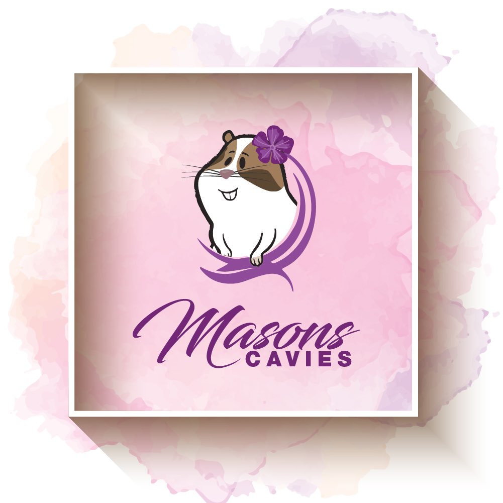 We at MasonsCavies are raising money to help rescues all over the country. To those really in need of a helping hand. Check out our Facebook page and please help anyway you want for this great cause #fundraiser #fundraising paypal.me/pools/c/8g0UWN…