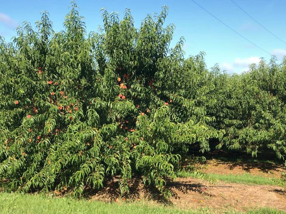 We will be offering several canned options centered around these locally grown peaches from Banks Farms in Brandon, MS! #🍑 #local #mississippi #peachsalsa #jam #peachbourbon