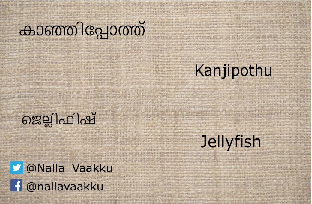 What is the meaning of the Malayalam word 'kunuku'? - Quora