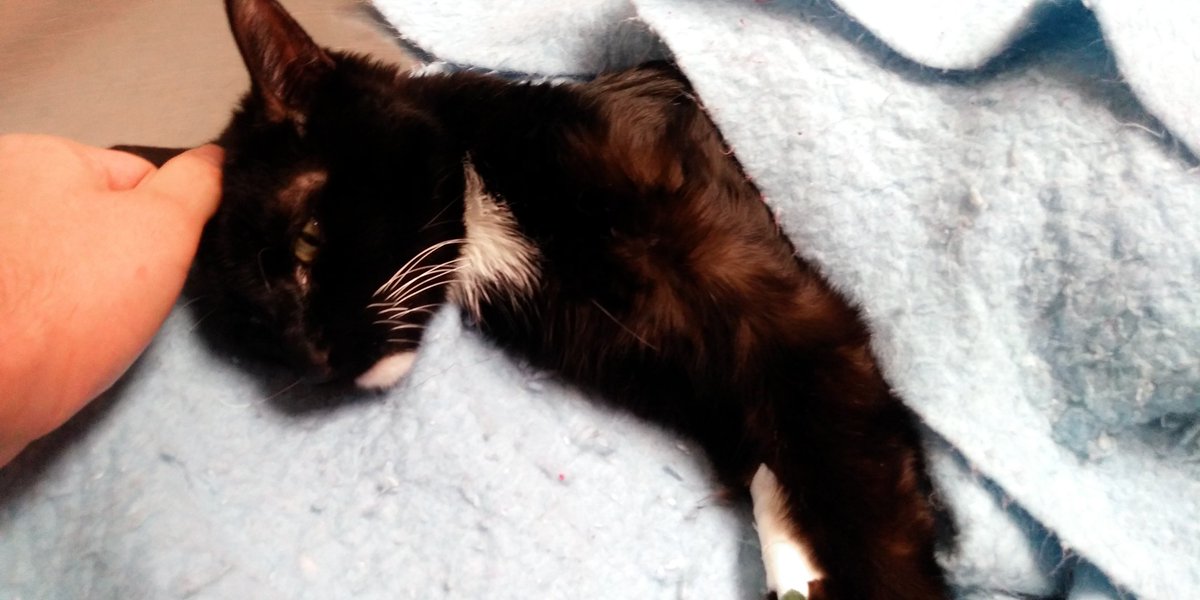 InvisibleDavis's tweet image. It's with a heavy heart that I feel like just be told, but Charlie has officially passed at 8:58 AM. He was a good cat and I will always love him.

He's been struggling for a year.

I wish I could've spent more time with him, but I will never regret what time I did have with him.