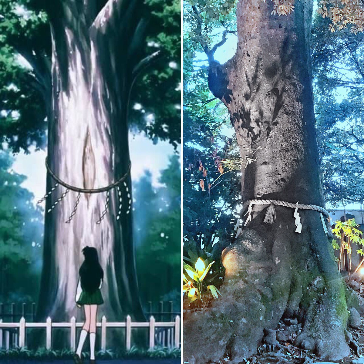 japomaniaa's tweet photo. When I saw this tree, all I could think of was Inuyasha 😍. One of the reasons I love living in Japan is the feeling of stepping into the anime world all of the sudden. #inuyasha #anime #kagome #godtree #japan #seitama #japaneseculture #sacred #nature https://t.co/xI2gFN2Xoq