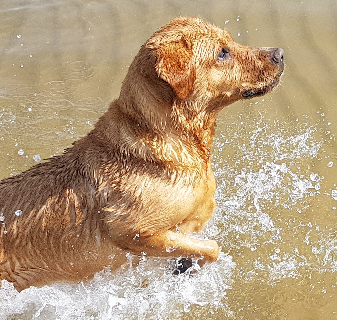 RowlandsAlison's tweet photo. Bonnie's living her best life at the beach today @PetsatHome #VIPcool https://t.co/Sh2koXaC8D