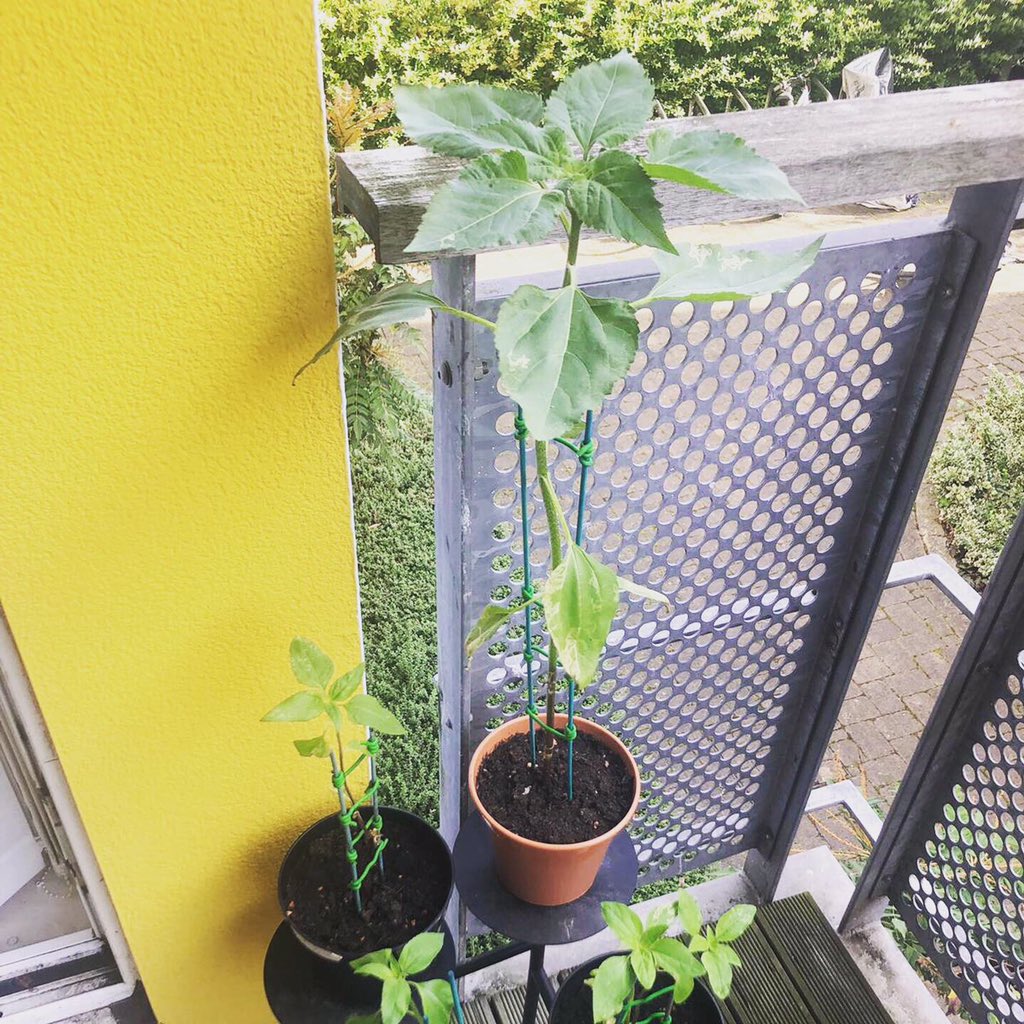 WacoBandUK's tweet image. Thanks to everyone who’s donated to #FlipsFlowers so far. We’ve raised a nice amount for the charity @TogetherMW.
We’ve got the last few seeds available on our Bandcamp page (wacoband.bandcamp.com/merch) and some will be available at our show tomorrow in New Cross. Big up yourselves.