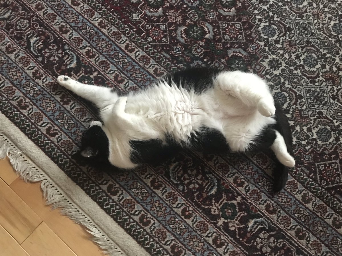 Live your life, swing your legs and stretch however you want. 
#Caturday