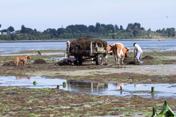 birdecologylab's tweet image. Dra.Natalia Mtnez-Curci @birdecologylab @CornellBirds @UAustraldeChile en programa radio dirigencia pesca artesanal Ancud #Chiloé. Ciencia e Ingeniería junto a recolectores y cultivadores de algas(pelillo).Construyendo prácticas responsables con medio ambiente #solucionescosteras