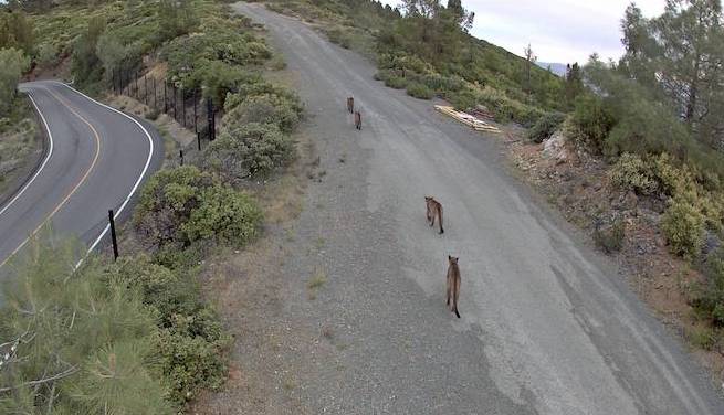 cruzio's tweet photo. A few friends visited our tower on Mt. Umunhum yesterday morning - not one, not two, but FOUR mountain lions! What a treat to catch on our cameras. #santacruz #wildlife https://t.co/d4yhtFSRzB
