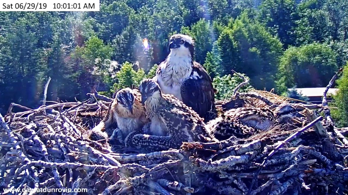 Renorabbit tweet media