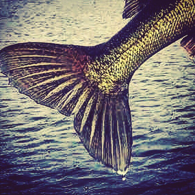 🔥Walleye tales on the water. Anyone have a fun walleye story to share? #takeitoutdoors #fish #walleyefishing #fishon #fishing #walleye #kbs #kbsfsh #kickbackshack #backwoods #backcountry #canoe #fishstories #fishtales